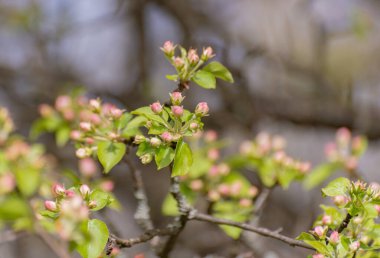 Dağlarda çiçek açan ağaç dalları