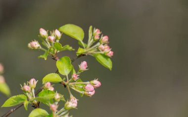 Dağlarda çiçek açan ağaç dalları