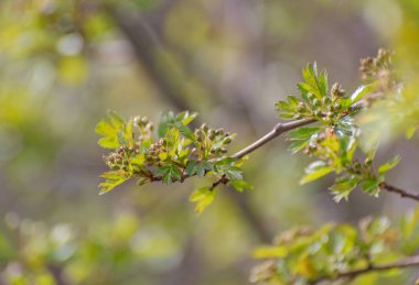 Dağ bahar ormanında filizlenen bir ağaç dalı.