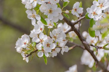 Dağlarda çiçek açan ağaç dalları