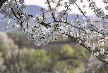 Dağlarda çiçek açan ağaç dalları