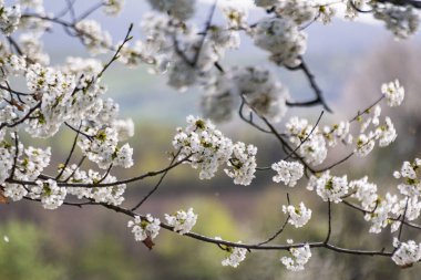 Dağlarda çiçek açan ağaç dalları