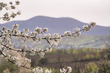 Dağlarda çiçek açan ağaç dalları