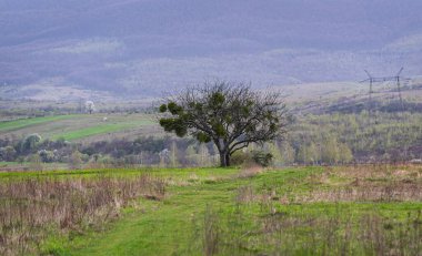 Dağlık kırsal bölgenin ilkbahar manzarası