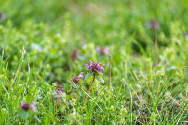 Lmium purpreum dağ bahar ormanlarında çiçek açar.