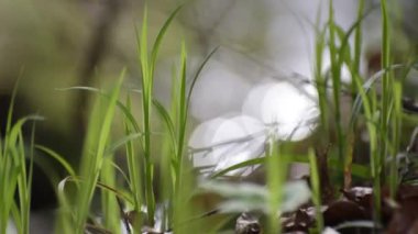 Ormandaki bir derenin kıyısındaki genç otlar