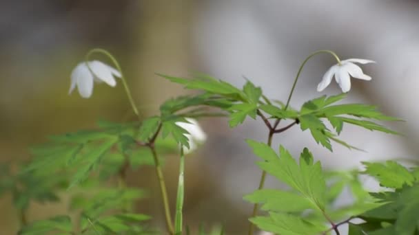 Kwitnący Anemonoides Nemorosa Brzegu Górskiego Potoku Lesie — Wideo stockowe