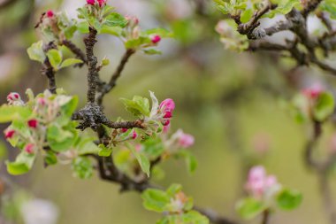 Dağlarda çiçek açan ağaç dalları