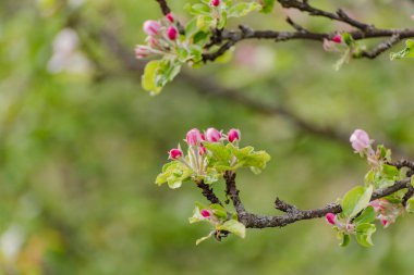 Dağlarda çiçek açan ağaç dalları