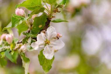 Dağlarda çiçek açan ağaç dalları