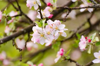 Dağlarda çiçek açan ağaç dalları