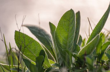 Stachys Bizans nehir kıyısında