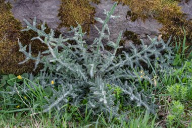 Nehir kıyısındaki Cirsium vulgare 'nin yeni yaprakları