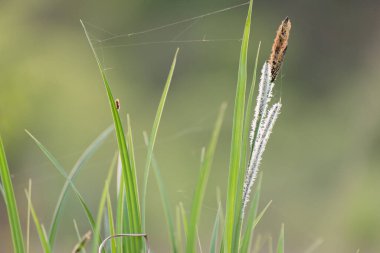 Clove sedge Carex caryophyllea nehir kıyısında