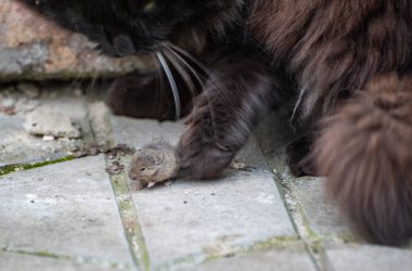 Evcil tüylü kedi ve onun av faresi