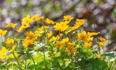 Sarı çiçekli bataklık çiçeği Caltha Palustris