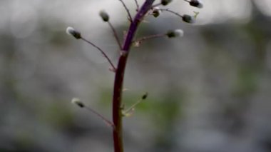 Beyaz Butterbur 'un tüylü çiçeği bir dağ nehrinin kıyısında