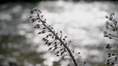 Beyaz Butterbur 'un tüylü çiçeği bir dağ nehrinin kıyısında
