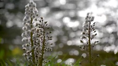 Beyaz Butterbur 'un tüylü çiçeği bir dağ nehrinin kıyısında