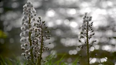 Beyaz Butterbur 'un tüylü çiçeği bir dağ nehrinin kıyısında