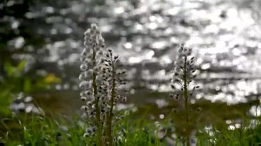 Beyaz Butterbur 'un tüylü çiçeği bir dağ nehrinin kıyısında