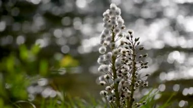 Beyaz Butterbur 'un tüylü çiçeği bir dağ nehrinin kıyısında