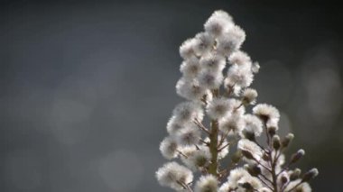 Beyaz Butterbur 'un tüylü çiçeği bir dağ nehrinin kıyısında
