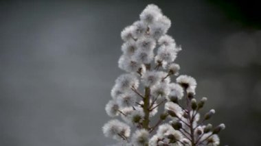 Beyaz Butterbur 'un tüylü çiçeği bir dağ nehrinin kıyısında