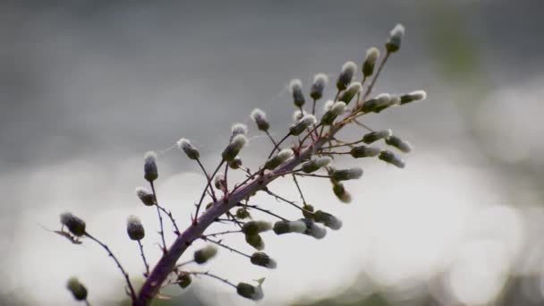 山の川の岸の白いバターバーのふわふわした花 — ストック動画