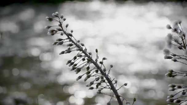 Φλάφι Λουλούδι Του Λευκού Butterbur Στην Όχθη Ενός Ορεινού Ποταμού — Αρχείο Βίντεο