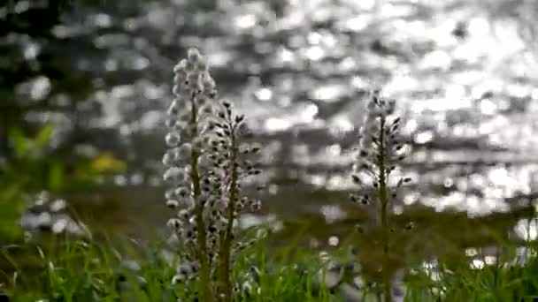 白蝴蝶在山河岸边飘扬的花朵 — 图库视频影像