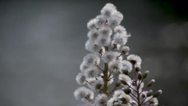 Пухнаста Квітка Білого Баттерберга Березі Гірської Річки — стокове відео