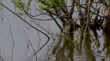 Çiftleşme mevsiminde göl kurbağaları