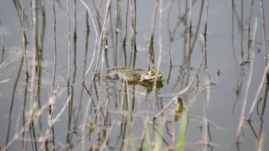 Çiftleşme mevsiminde göl kurbağaları
