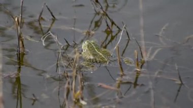 Çiftleşme mevsiminde göl kurbağaları
