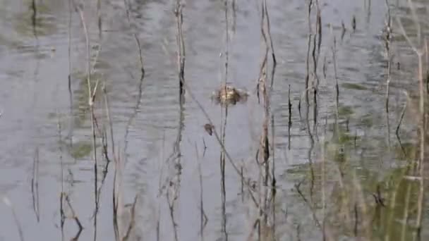 Żaby Jeziorne Okresie Godowym — Wideo stockowe