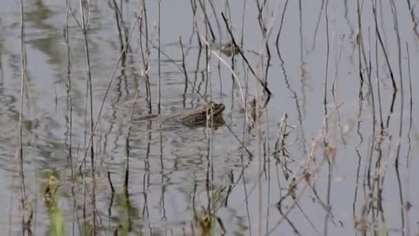 交配季节的湖蛙 — 图库视频影像