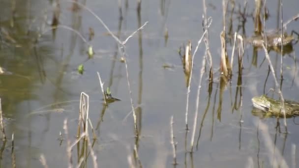 Ranas Del Lago Durante Temporada Apareamiento — Vídeo de stock