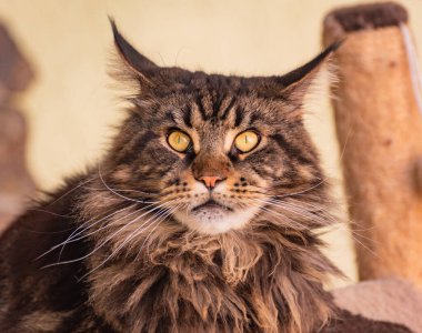 Bir Maine Rakunu 'nun portresi mermer rengi