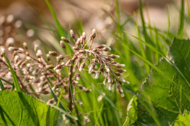 Beyaz Butterbur 'un tüylü çiçeği bir dağ nehrinin kıyısında