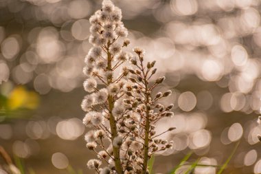 Beyaz Butterbur 'un tüylü çiçeği bir dağ nehrinin kıyısında