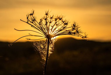 Bahar günbatımında kuru bitki