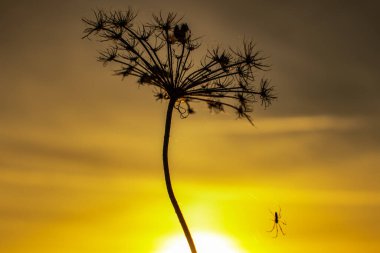 Bahar günbatımında kuru bitki