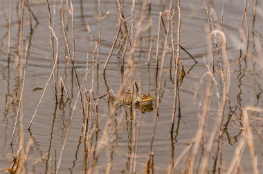 Çiftleşme mevsiminde göl kurbağaları