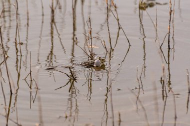 Çiftleşme mevsiminde göl kurbağaları