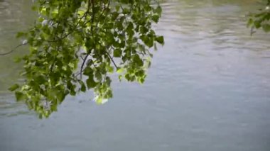 Dağ nehrinin üzerinde büyük bir kavak dalları