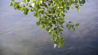 Dağ nehrinin üzerinde büyük bir kavak dalları