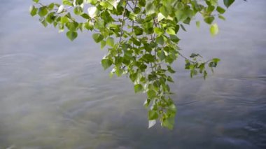 Dağ nehrinin üzerinde büyük bir kavak dalları