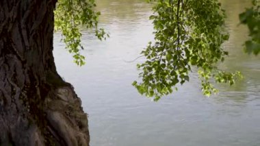 Dağ nehrinin üzerinde büyük bir kavak dalları