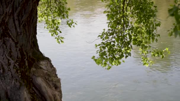 강둑에 거대한 포플러와 — 비디오